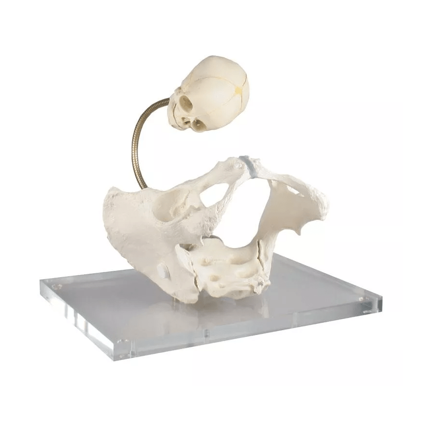 Becken zur Demonstration des Geburtsweges - Erler - Zimmer